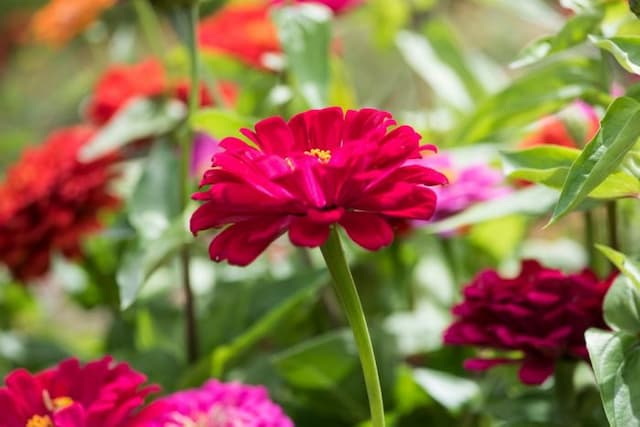 Zinnia [Giant Double Mixed]