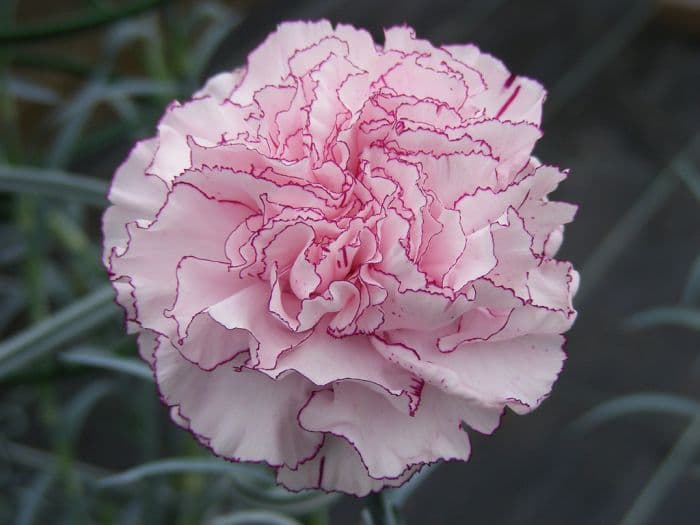 perpetual-flowering carnation 'Kristina'