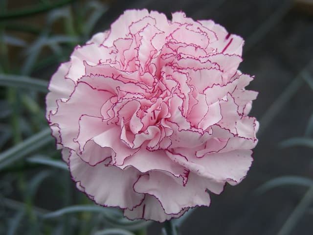 Perpetual-flowering carnation 'Kristina'