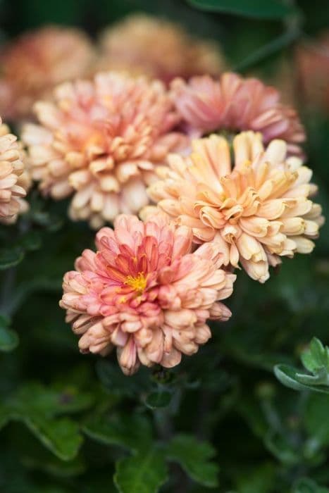 chrysanthemum 'Bronze Elegance'