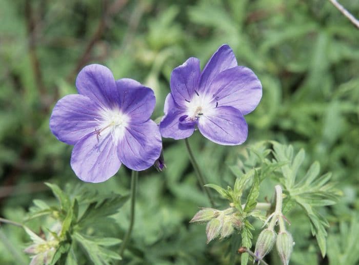 cranesbill 'Brookside'