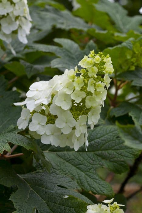 oak-leaved hydrangea 'Applause'