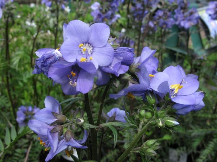 Hokkaido Jacob's ladder [Bressingham Purple]