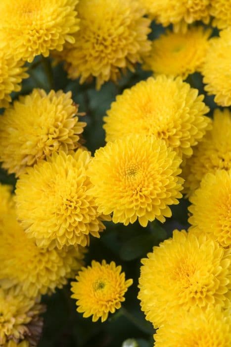 chrysanthemum [Natalie]