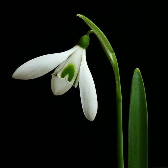 snowdrop 'Silverwells'