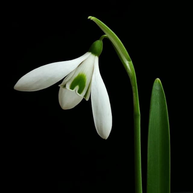 Snowdrop 'Silverwells'