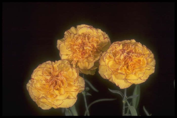 perpetually flowering carnation 'Ann Franklin'