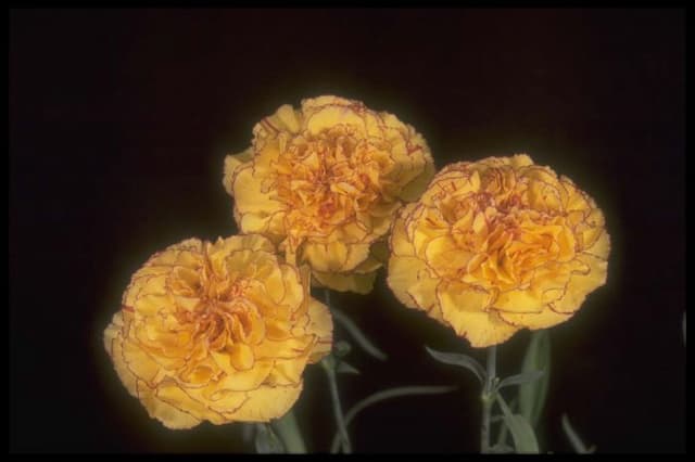 Perpetually flowering carnation 'Ann Franklin'