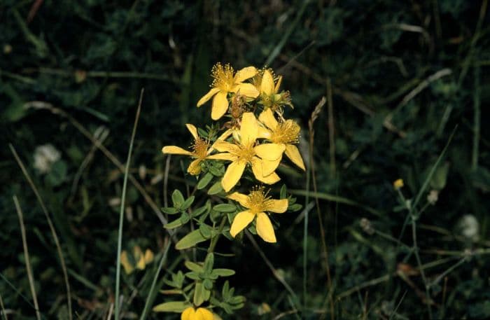 perforate St John's wort