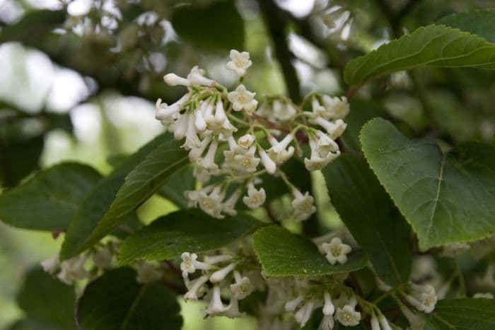 slender blushing viburnum