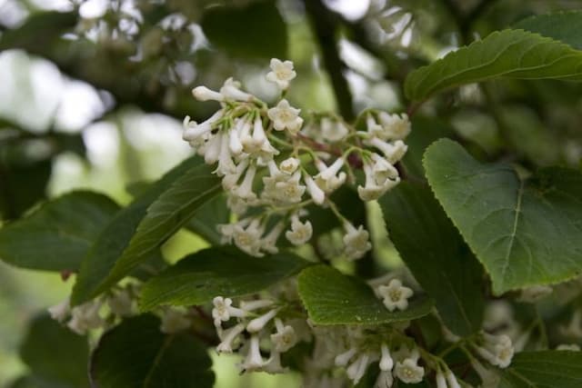 Slender blushing viburnum