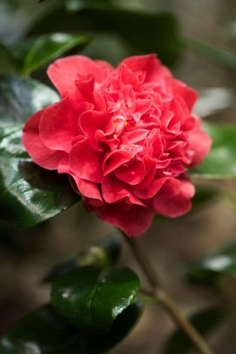 camellia 'Elizabeth Hawkins'