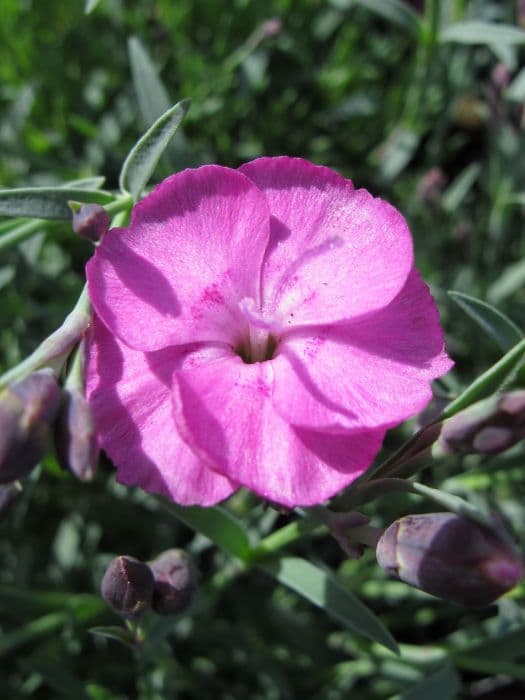 pink 'Whatfield Joy'