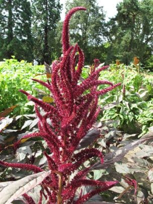 prince's feather 'Oeschberg'