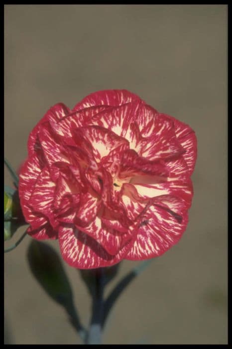 border carnation 'Claire Tautz'