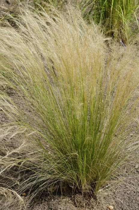 Lessing feather grass