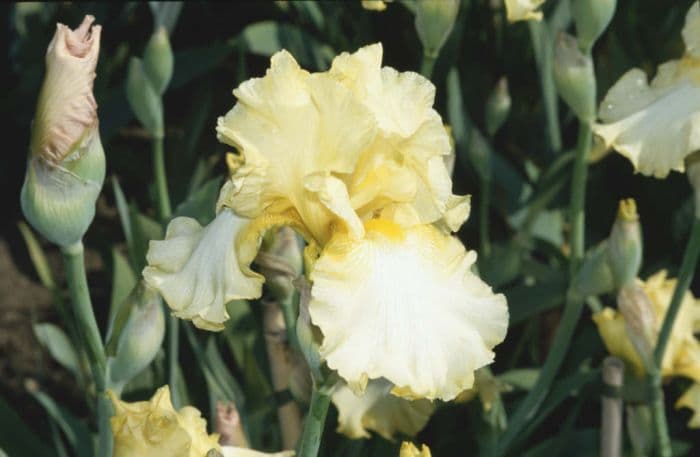 iris 'Sherwood Primrose'