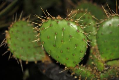 many-spined prickly pear