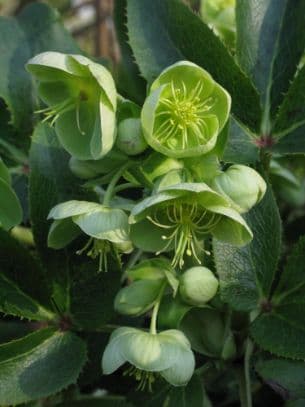 Stern's hybrid hellebore