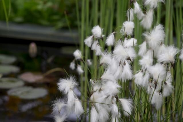 Common cotton grass