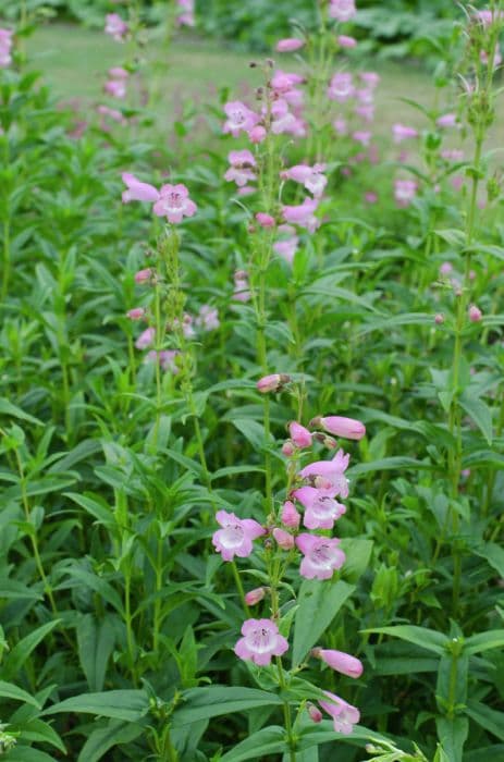 penstemon 'Pensham Freshwater Pearl'