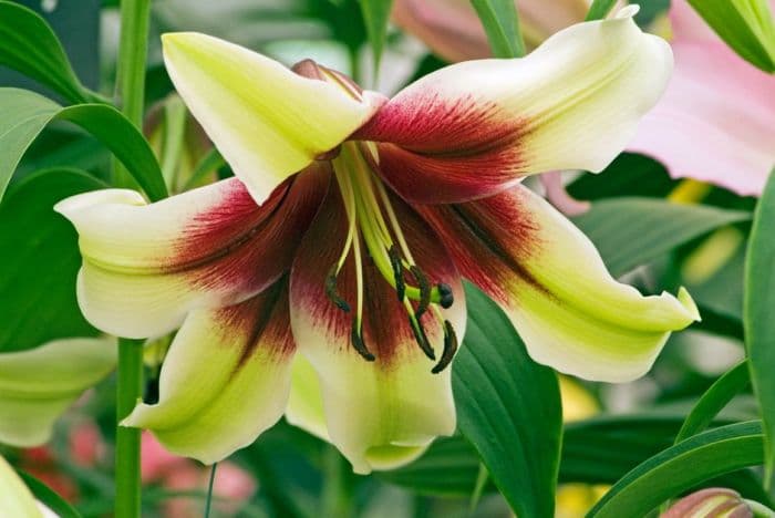 lily 'Kushi Maya'