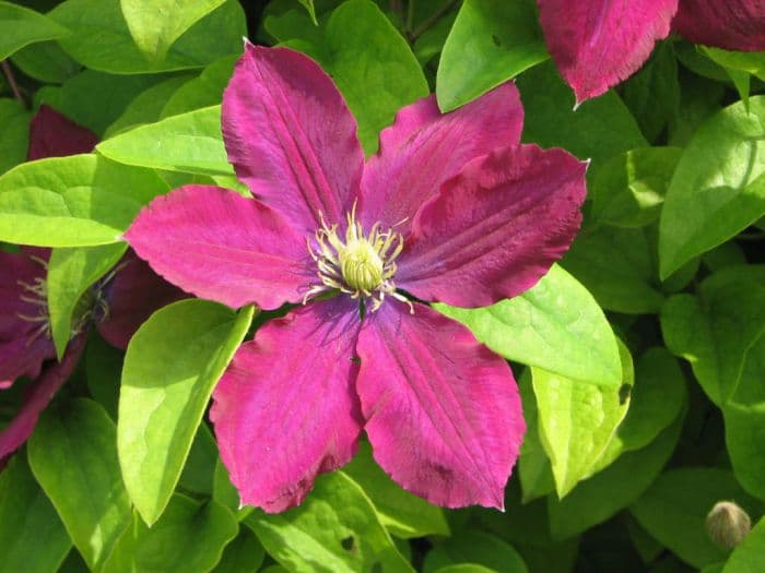 clematis [Rosemoor]