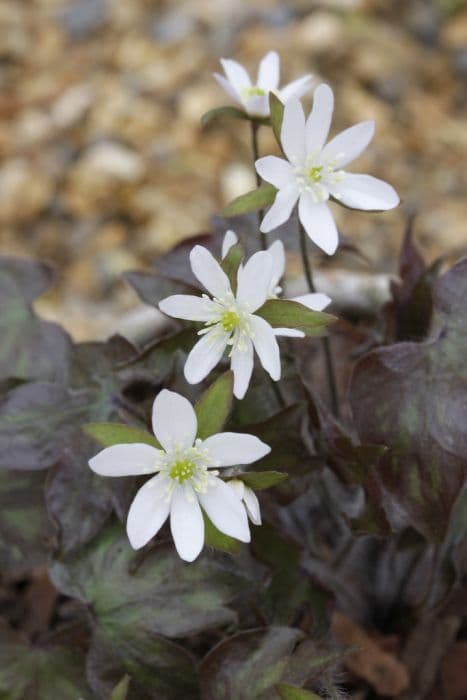 sharp-lobed liverleaf