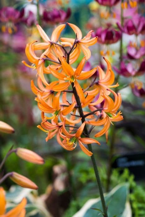 lily 'Orange Marmalade'