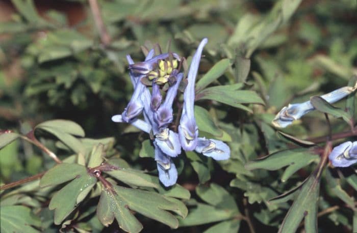 corydalis 'Père David'