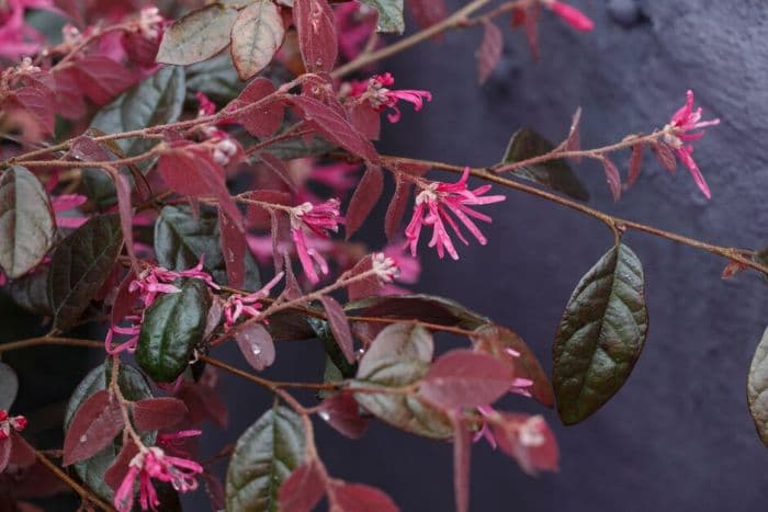 loropetalum 'Fire Dance'