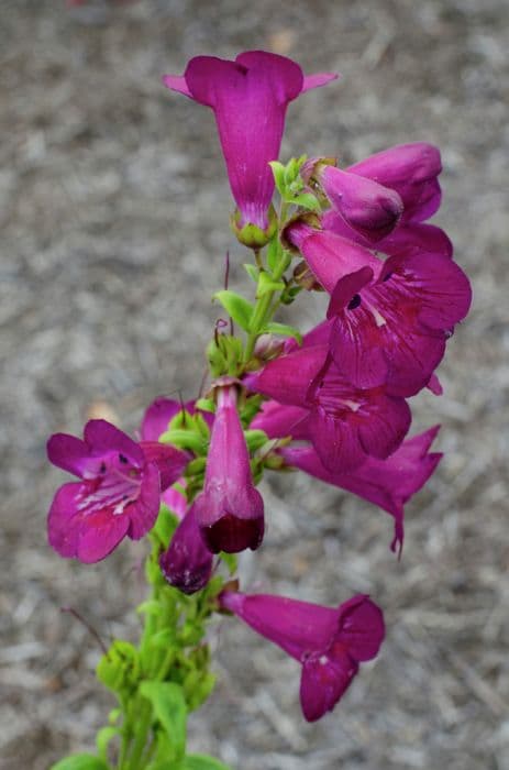 penstemon 'Juicy Grape'