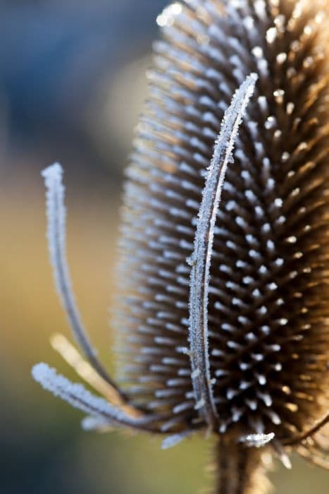 common teasel