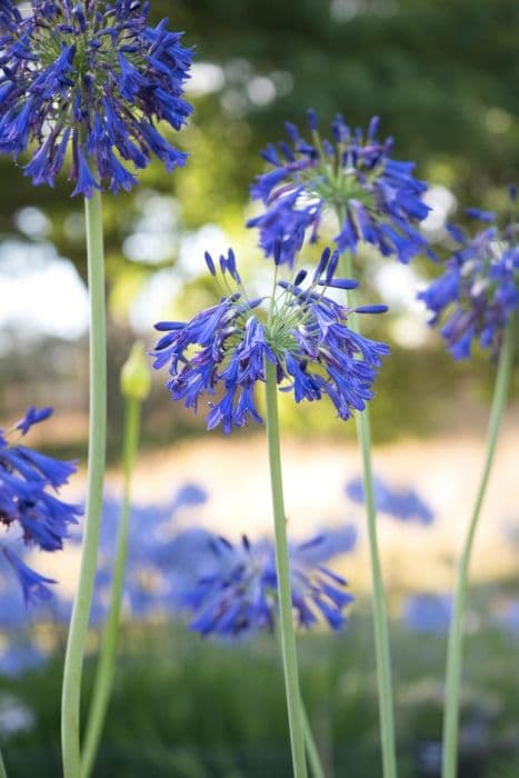 African lily 'Hanneke'