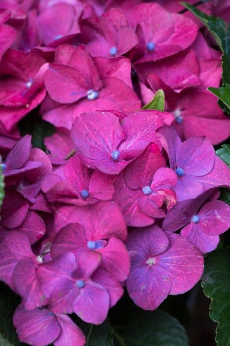 hydrangea [Hot Red]