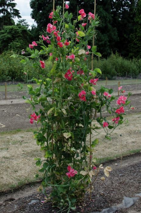 sweet pea 'Candy King'