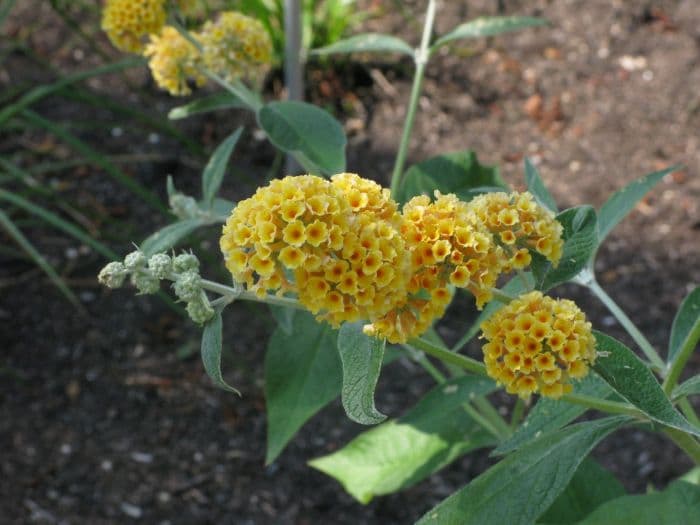 butterfly bush 'Honeycomb'