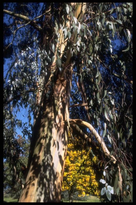 Tingiringi gum