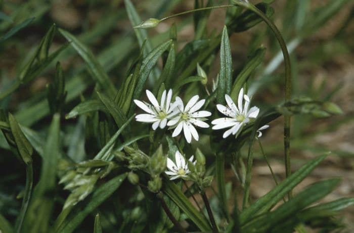 lesser stitchwort