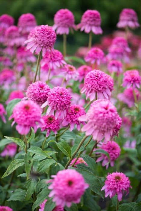 purple coneflower 'Razzmatazz'