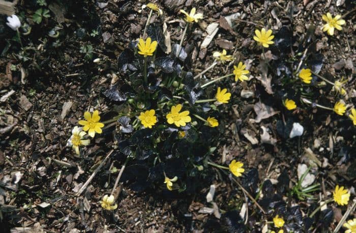 lesser celandine 'Brazen Hussy'