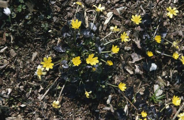 Lesser celandine 'Brazen Hussy'