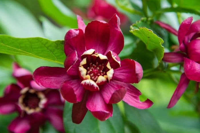 sweetshrub 'Aphrodite'