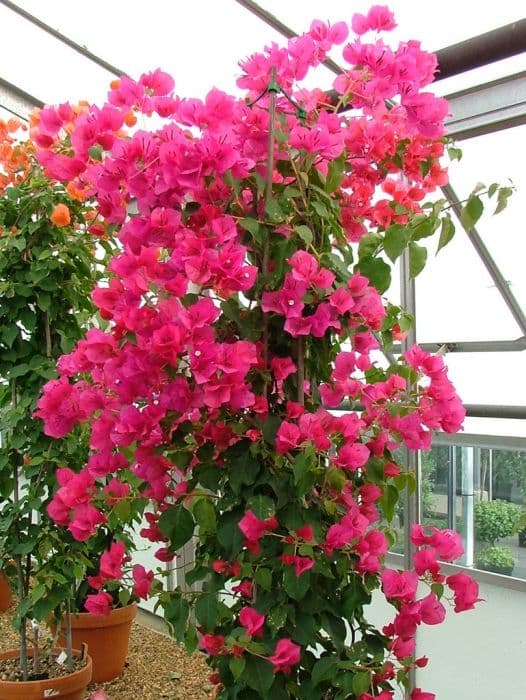 bougainvillea 'Juanita Hatten'