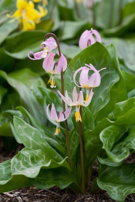 fawn lily 'Rosalind'