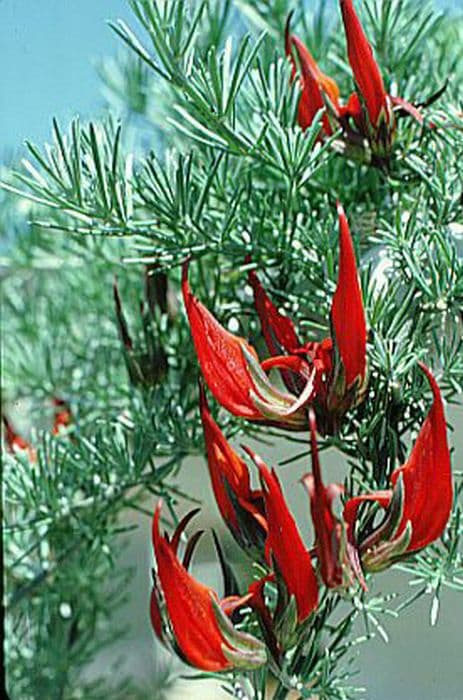 deep red coral gem