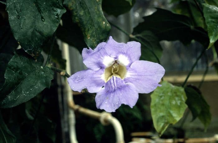 blue trumpet vine