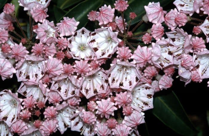 mountain laurel 'Freckles'