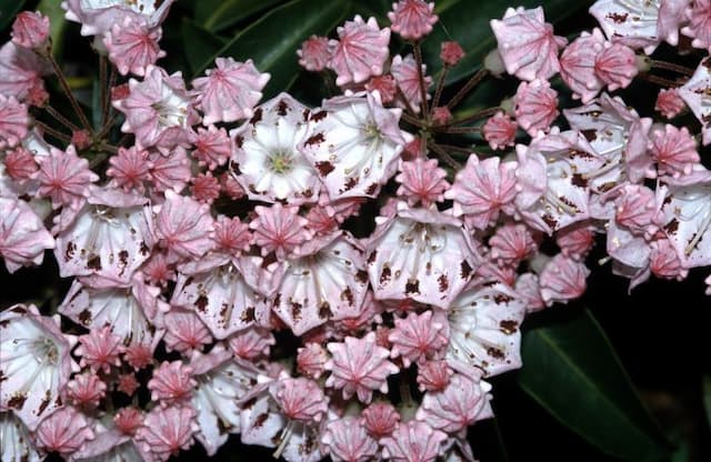 Mountain laurel 'Freckles'