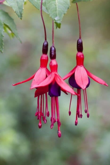 Fuchsia 'Globosa'